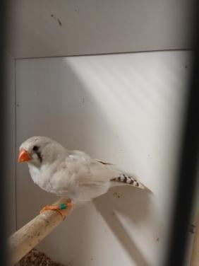 Te koop zebravinken