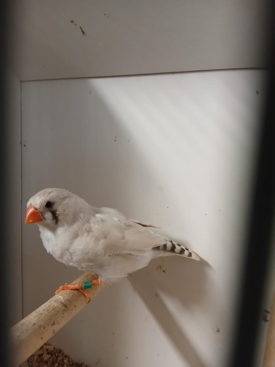 Te koop zebravinken
