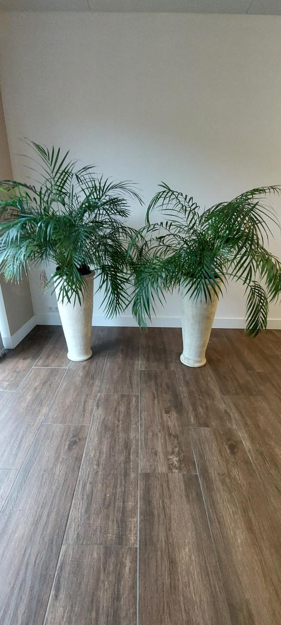 Planten kamerplant Palm
