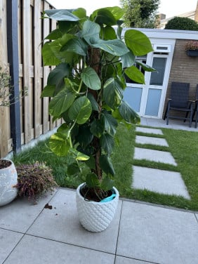 Kamerplant