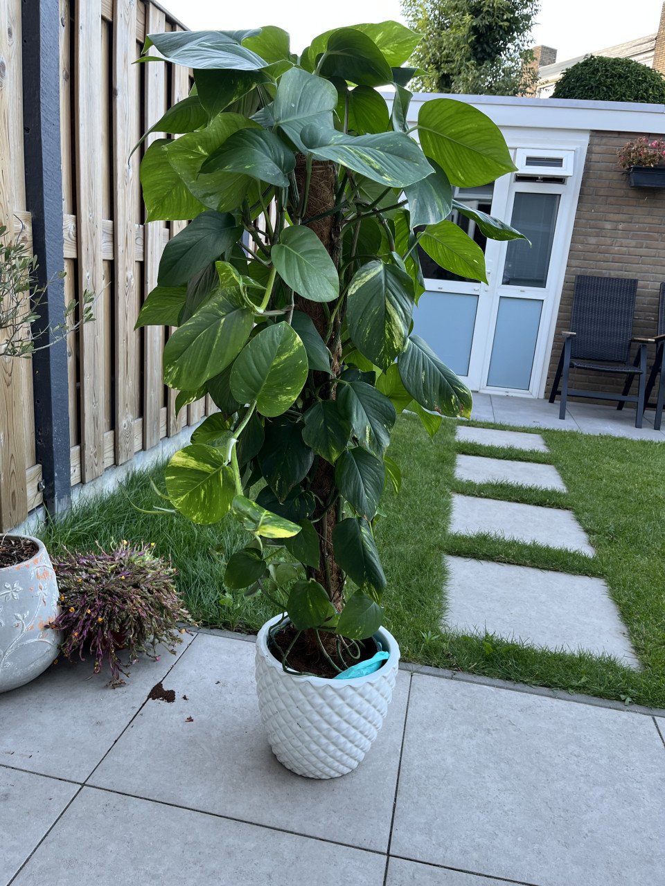 Kamerplant