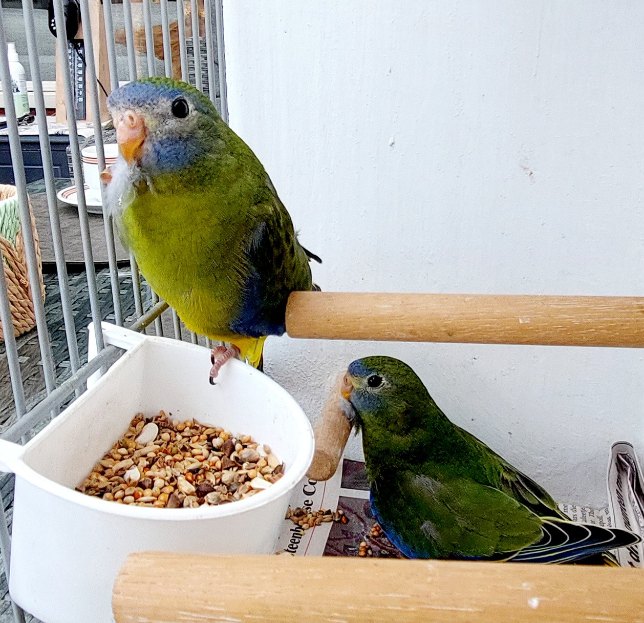 Turquoisine parkieten