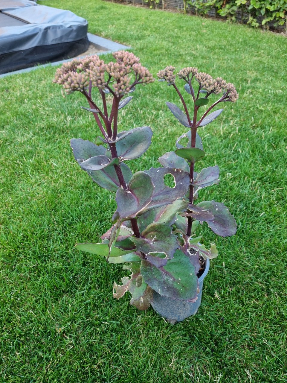 Diverse plantjes