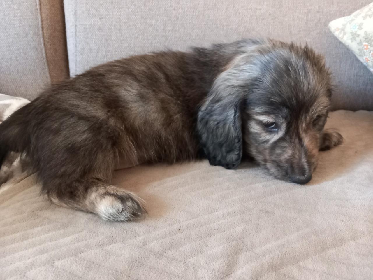 Brindle cream Teckel reutje