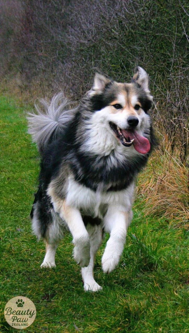 (Gratis) fotoshoot van uw hond