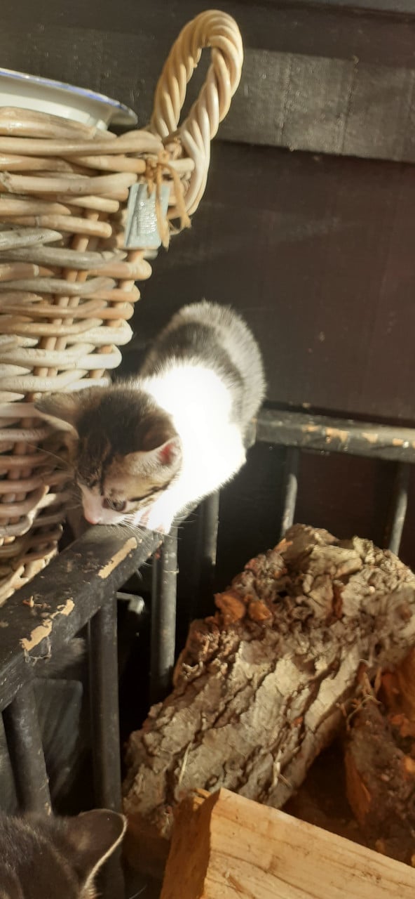 Prachtige kittens 😻😻😻