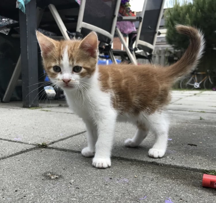 Kitten / kittens zoeken gouden mandje!