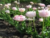 Diverse soorten GROND - GRATIS levering - kijk in onze webshop