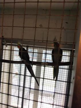 Vogels
