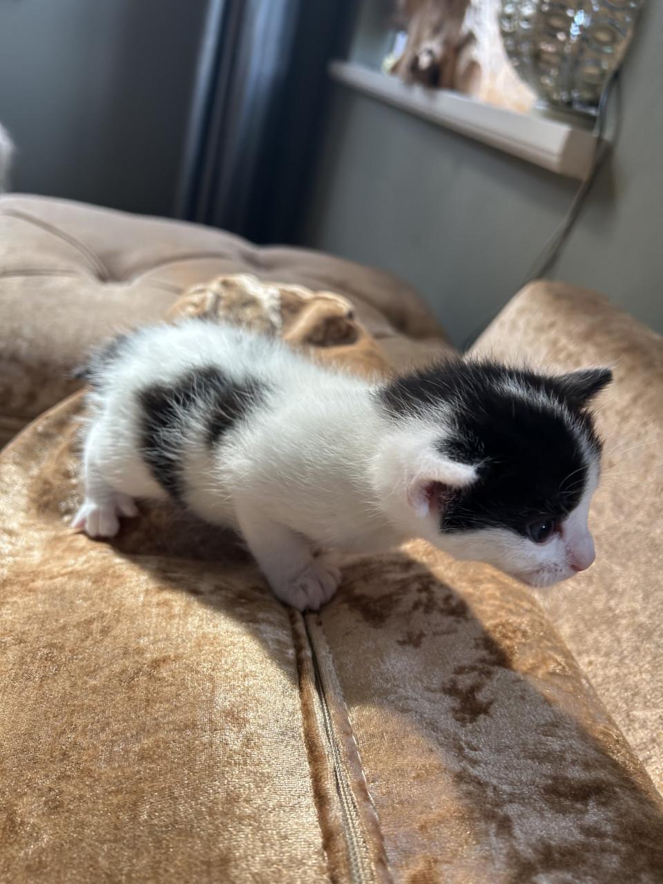 Leuke kittens 🐈‍⬛🐈