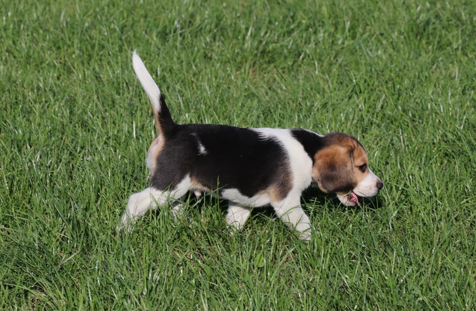 Beagle pups