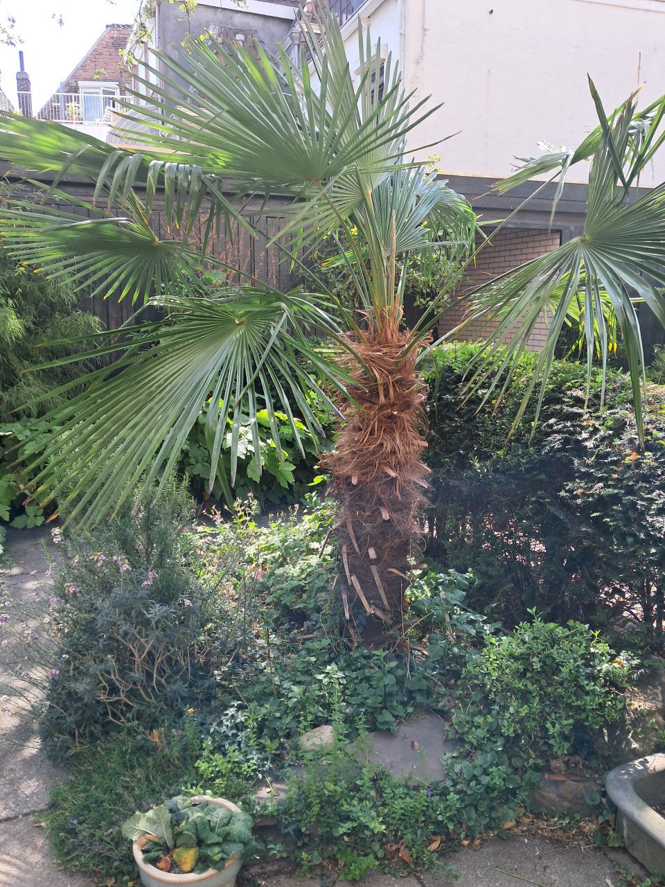 Waaierpalm