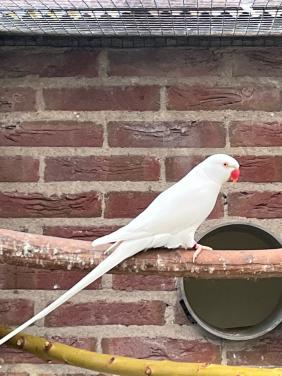 Halsbandparkieten koppel Albino