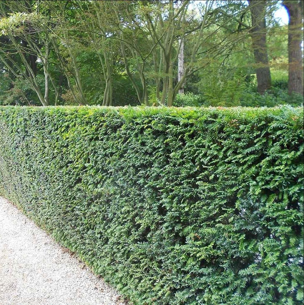 Taxus Baccata haagplanten vanuit de volle grond