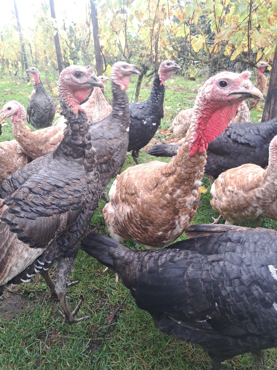 Rode Ardenner Kalkoenen