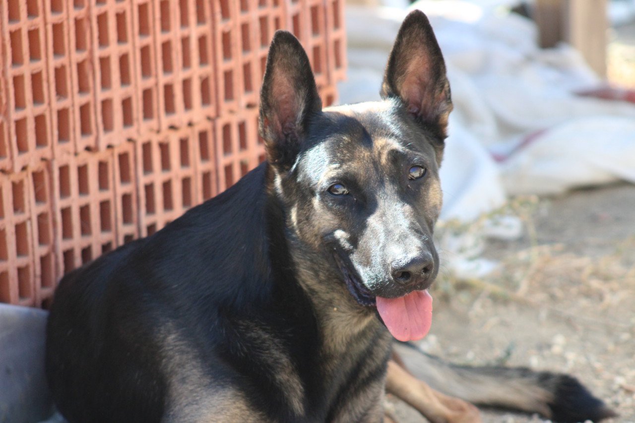 Alora Dog Rescue: Leo wacht al zo lang