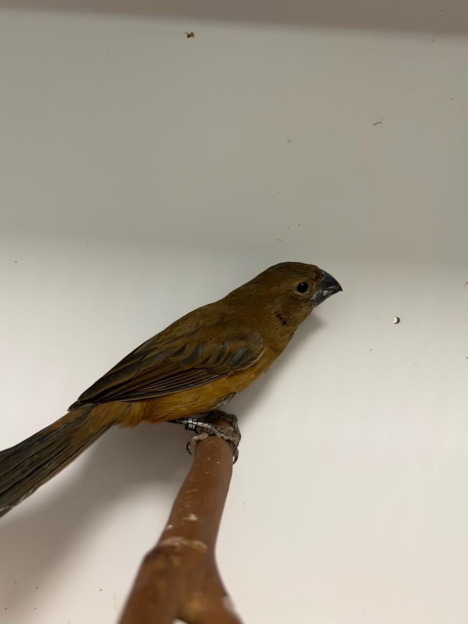 3-0 braz. blauwe bisschop