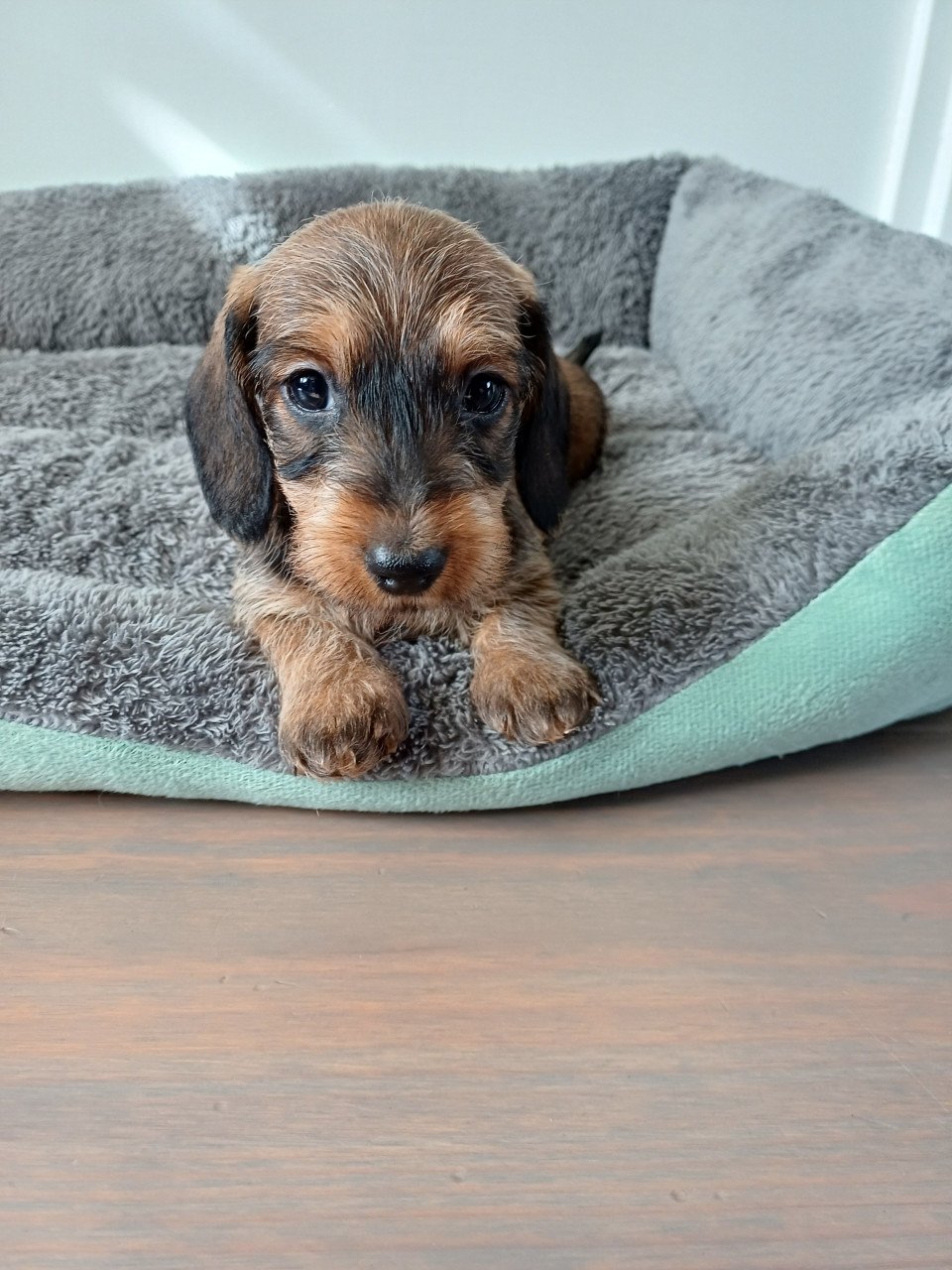 Super leuke Ruwhaar Dwerg Teckel pups