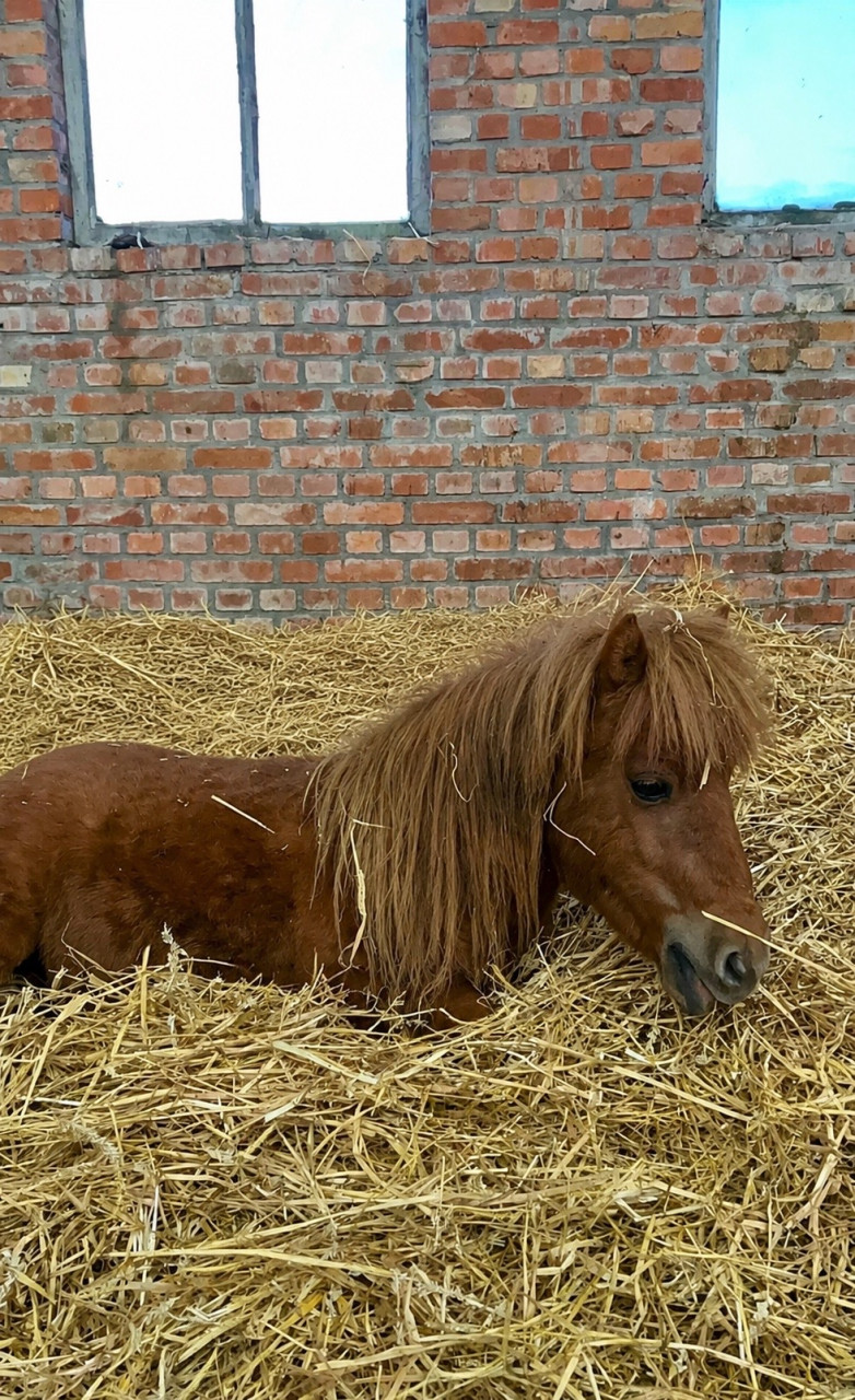 🍀 2-jarig Shetlandertje zoekt een gouden huisje