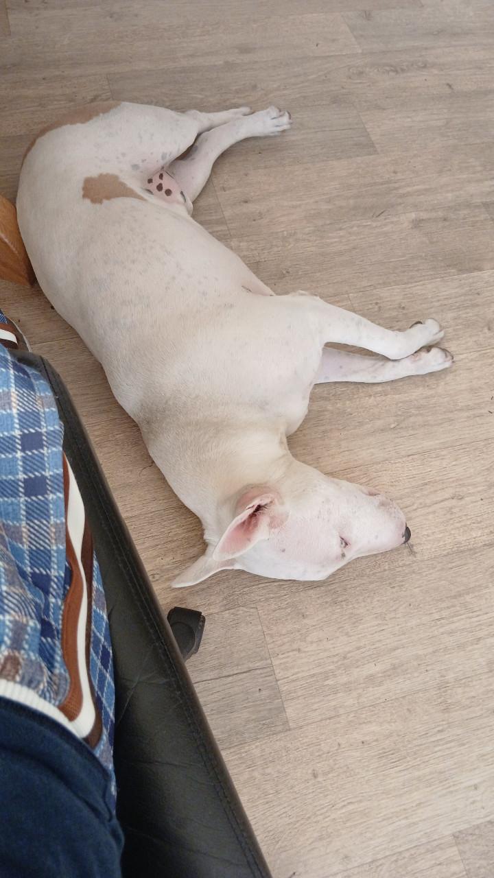 Enkel gebroken, wie wil op een lieve hond d passen?