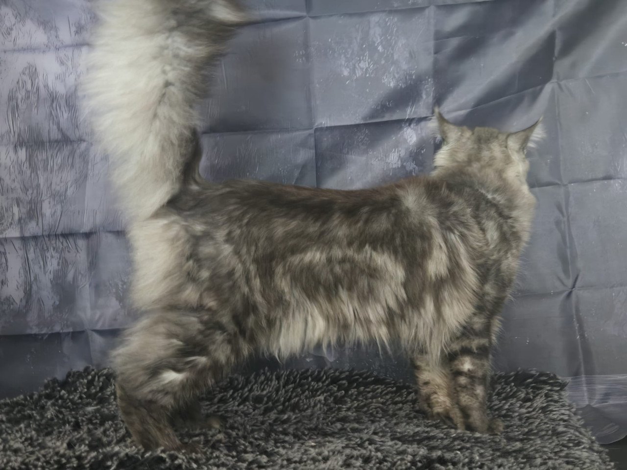 Maine coon black smoke dekkater (niet te koop)