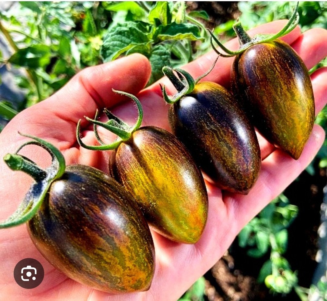 Tomatenplanten te koop