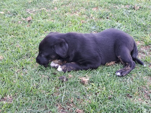 Prachtige puppies (labrador)