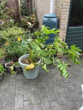 Grote kamerplant