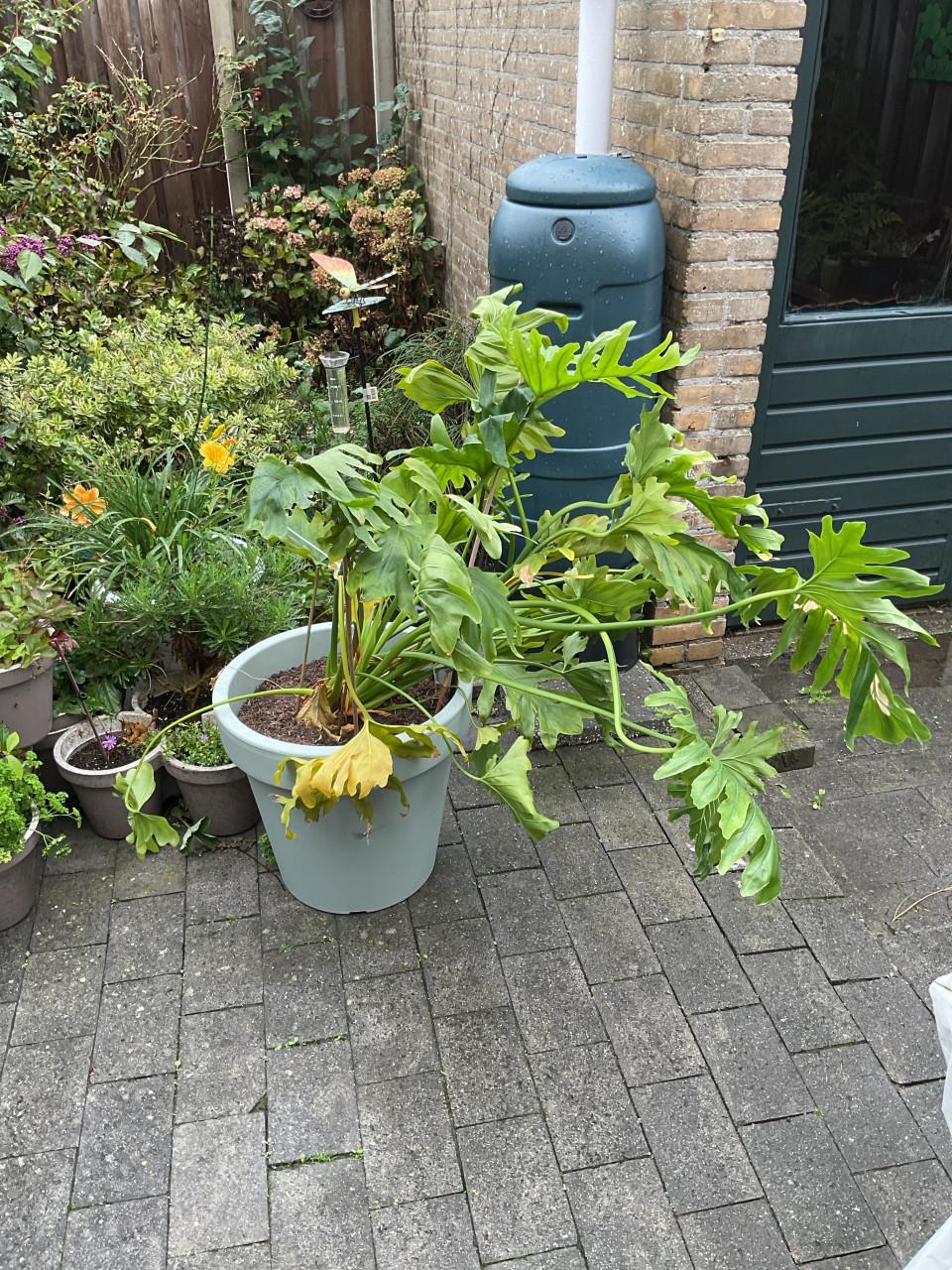 Grote kamerplant