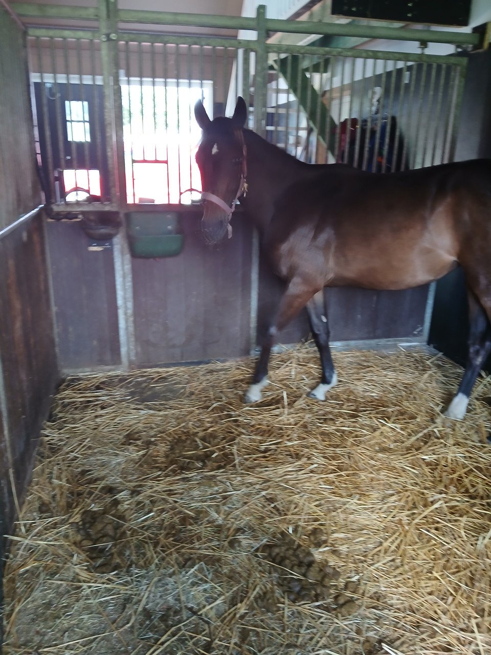 Gevraagd  stal voor 2 merries ,stal + paddock-eigen beheer - tot 500,=-mnd.