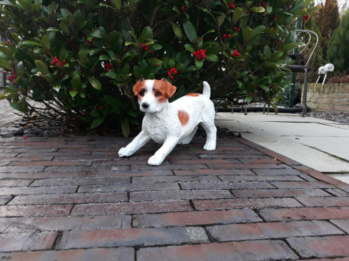 Jack Russel Wakend Bruin Wit