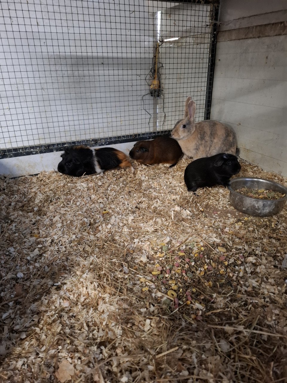 Ruime keuze cavia's en konijnen
