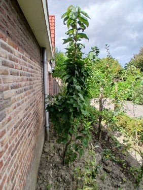Jong kersenboom 3 mtr