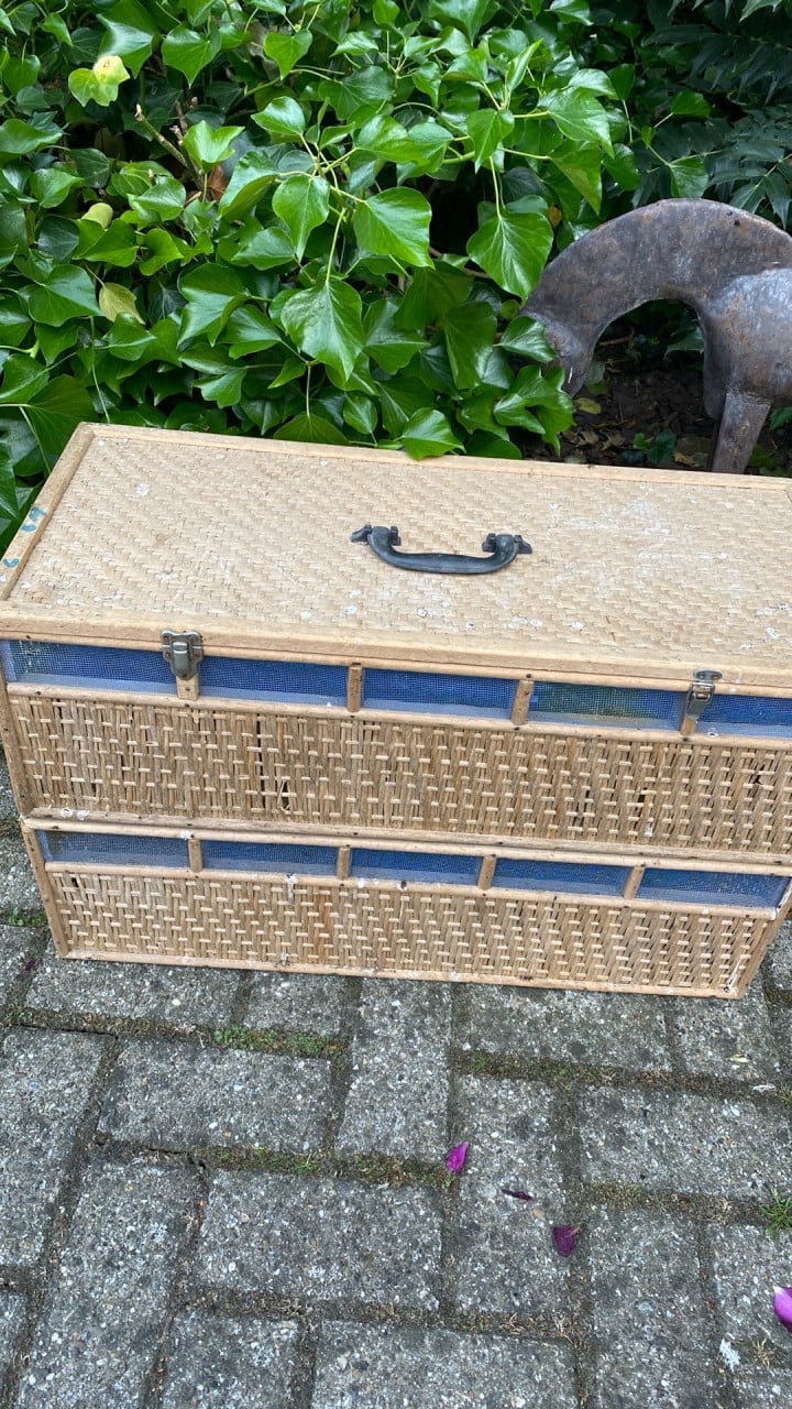 Duivenmand dubbel 2 x 5 vaks