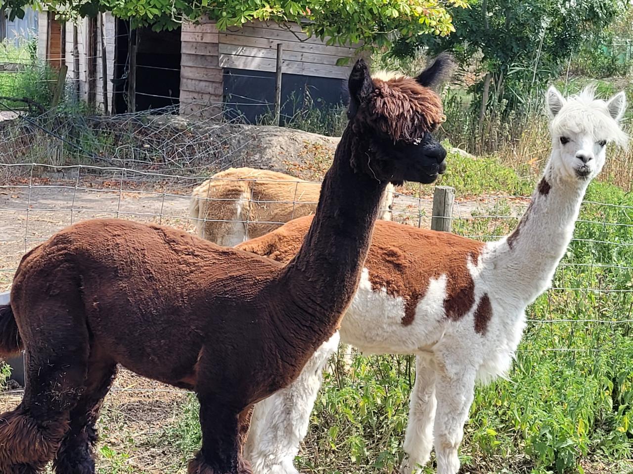 Alpaca hengst