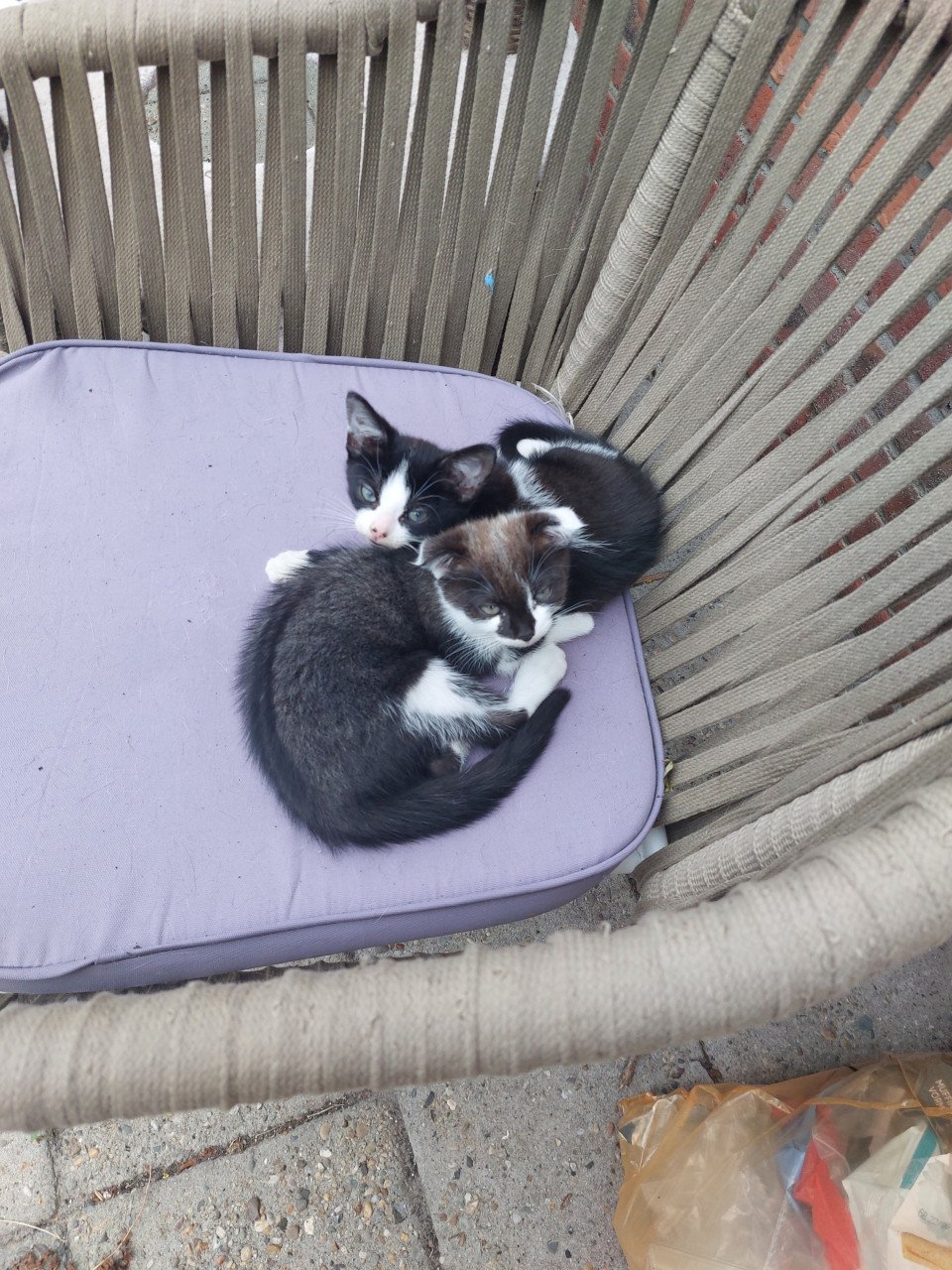 Kittens