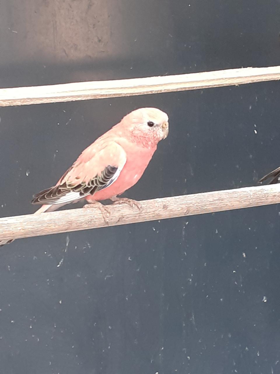 Roze bourkes parkieten  2025.