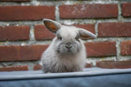 Lieve Minilops