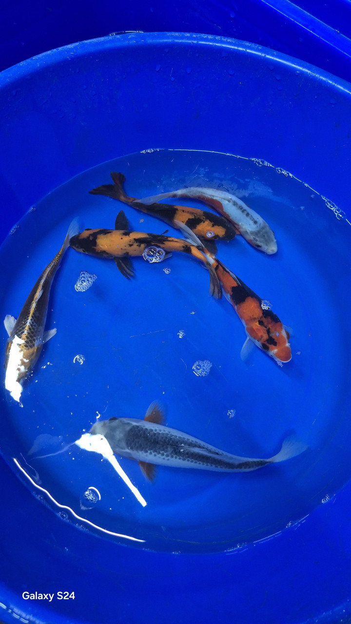 Mooie koi