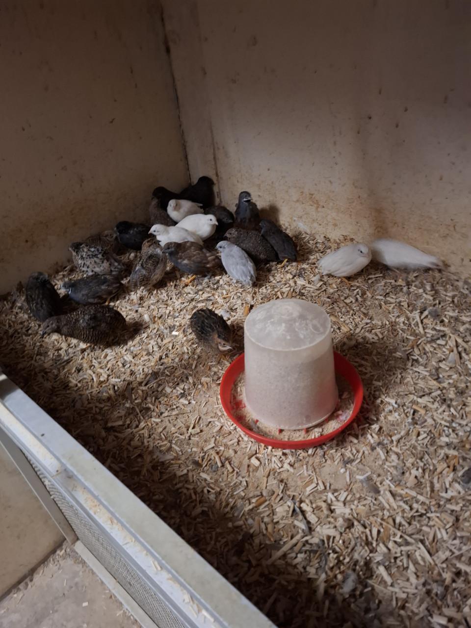 Chinese kwartels in allerlei kleuren