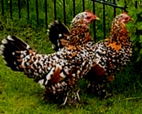 Jonge sabelpootkriel hennetjes