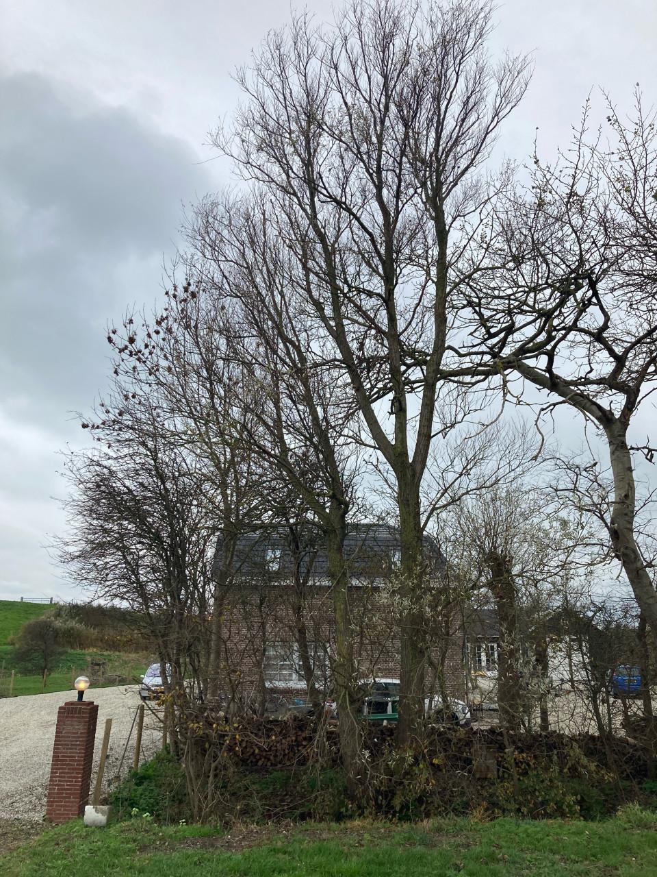 GRATIS grote hoeveelheid haardhout (zie omschrijving!)