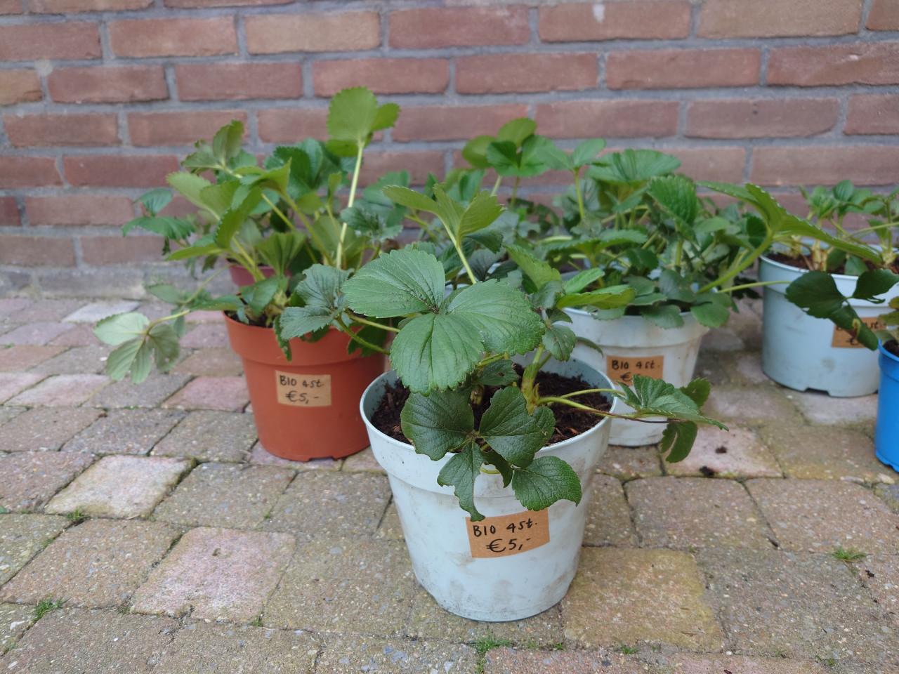 Div. aardbeienplanten te koop! (Ook bio!)