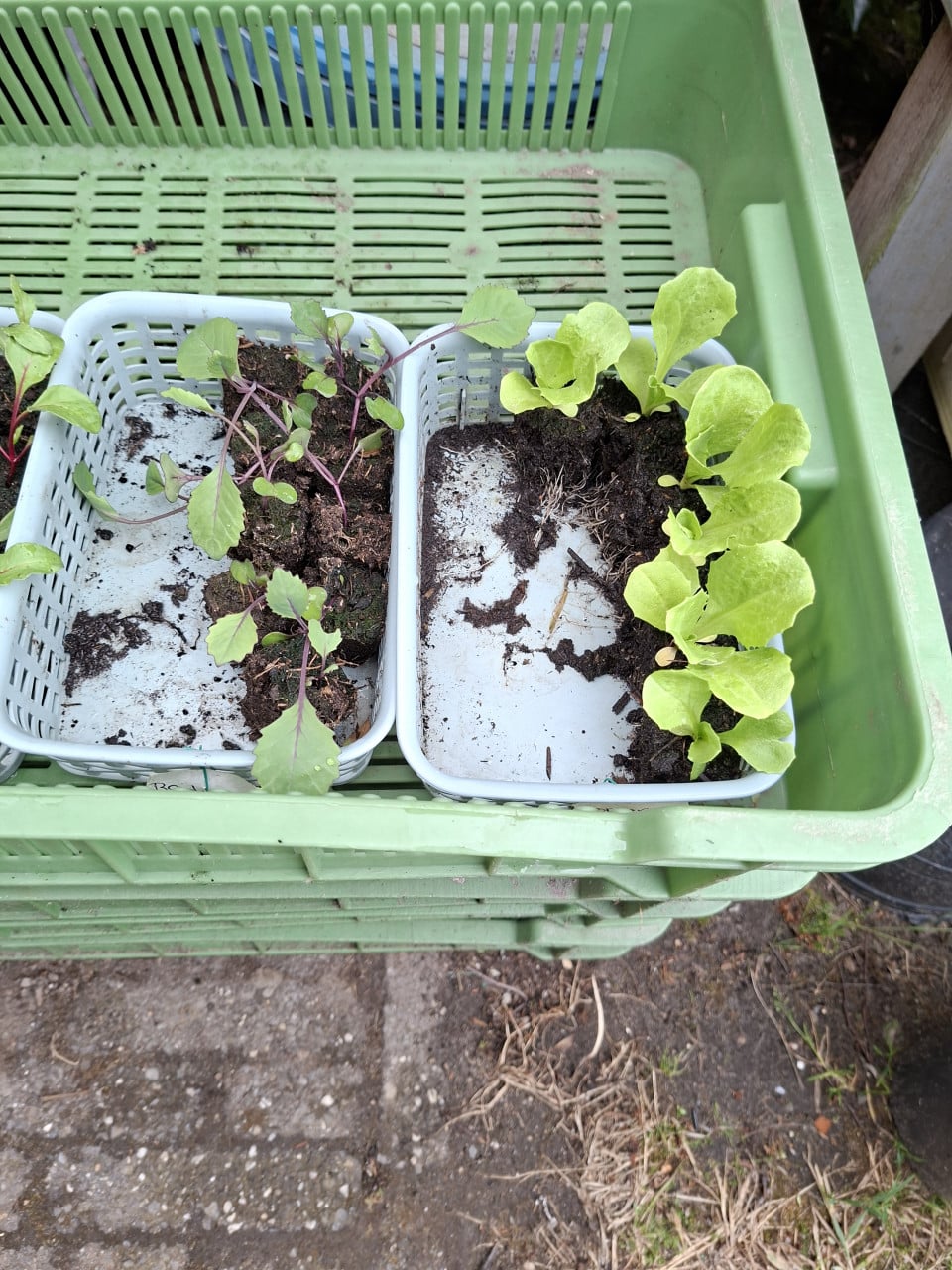 Moestuin Plantjes