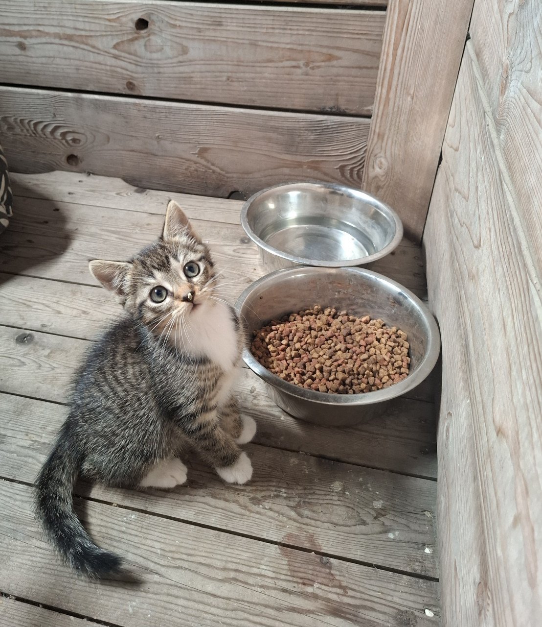 Kitten ( gereserveerd)