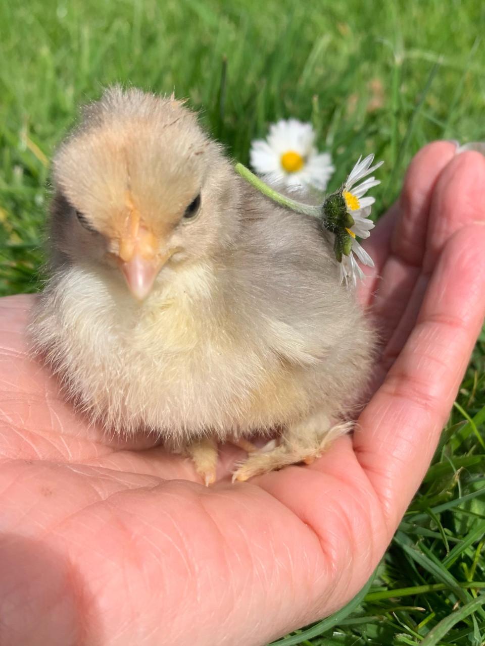 Kuiken hen cochin bobtail