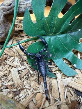 Heterometrus spinifer