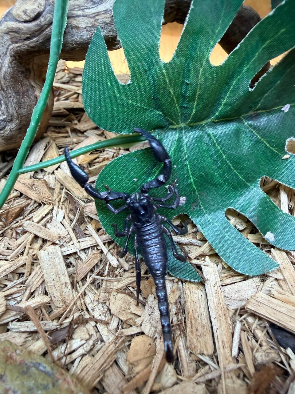 Heterometrus spinifer