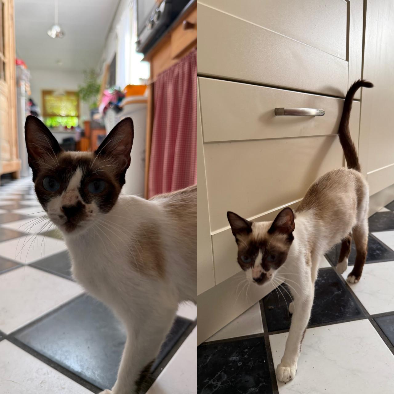 Kittens