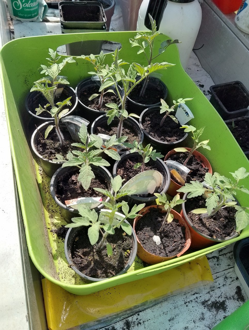 Sla-en anderen plantjes----0,10ct